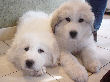 Great Pyrenees pups of Tundra and McKinley Bear.