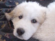 Great Pyrenees pups of Tundra and McKinley Bear.