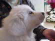 Great Pyrenees pups of Tundra and McKinley Bear.