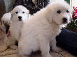 Great Pyrenees pups of Tundra and McKinley Bear.