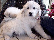 Great Pyrenees pups of Tundra and McKinley Bear.