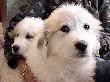 Great Pyrenees pups of Tundra and McKinley Bear.