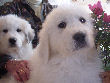 Great Pyrenees pups of Tundra and McKinley Bear.