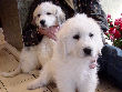 Great Pyrenees pups of Tundra and McKinley Bear.