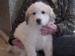 Great Pyrenees pups of Tundra and McKinley Bear.