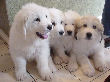 Great Pyrenees pups of Tundra and McKinley Bear.