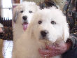 Great Pyrenees pups of Tundra and McKinley Bear.