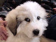 Great Pyrenees pups of Tundra and McKinley Bear.