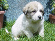 Great Pyrenees pups of Ginger and Boomer Bear.