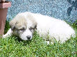 Great Pyrenees pups of Ginger and Boomer Bear.