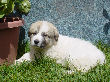 Great Pyrenees pups of Ginger and Boomer Bear.