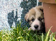 Great Pyrenees pups of Ginger and Boomer Bear.