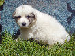 Great Pyrenees pups of Ginger and Boomer Bear.