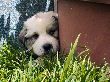 Great Pyrenees pups of Ginger and Boomer Bear.