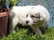 Great Pyrenees pups of Ginger and Boomer Bear.