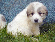 Great Pyrenees pups of Ginger and Boomer Bear.