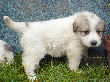 Great Pyrenees pups of Ginger and Boomer Bear.