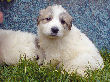 Great Pyrenees pups of Ginger and Boomer Bear.