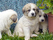 Great Pyrenees pups of Ginger and Boomer Bear.