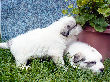 Great Pyrenees pups of Ginger and Boomer Bear.