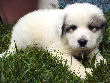 Great Pyrenees pups of Ginger and Boomer Bear.