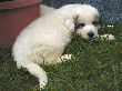 Great Pyrenees pups of Ginger and Boomer Bear.