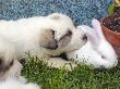 Great Pyrenees pups of Ginger and Boomer Bear.