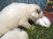 Great Pyrenees pups of Ginger and Boomer Bear.