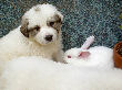 Great Pyrenees pups of Ginger and Boomer Bear.