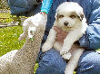 Great Pyrenees pups of Ginger and Boomer Bear.