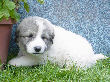 Great Pyrenees pups of Ginger and Boomer Bear.