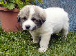 Great Pyrenees pups of Ginger and Boomer Bear.