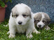 Great Pyrenees pups of Ginger and Boomer Bear.