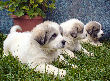 Ginger & Boomer's Great Pyrenees pups - 4/6/05