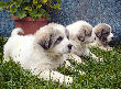 Great Pyrenees pups of Ginger and Boomer Bear.