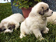 Great Pyrenees pups of Ginger and Boomer Bear.