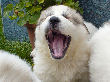 Great Pyrenees pups of Ginger and Boomer Bear.