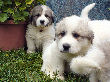 Great Pyrenees pups of Ginger and Boomer Bear.