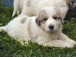 Great Pyrenees pups of Ginger and Boomer Bear.