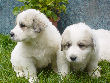 Great Pyrenees pups of Ginger and Boomer Bear.