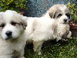 Great Pyrenees pups of Ginger and Boomer Bear.