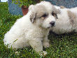Great Pyrenees pups of Ginger and Boomer Bear.