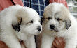 Great Pyrenees pups of Shiloh and Baron.