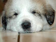 Great Pyrenees pups of Shiloh and Baron.