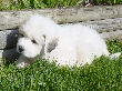 Great Pyrenees pups of Shiloh and Baron.