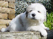 Great Pyrenees pups of Shiloh and Baron.