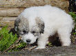 Great Pyrenees pups of Shiloh and Baron.