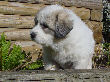 Great Pyrenees pups of Shiloh and Baron.