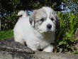 Great Pyrenees pups of Shiloh and Baron.