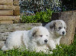 Great Pyrenees pups of Shiloh and Baron.